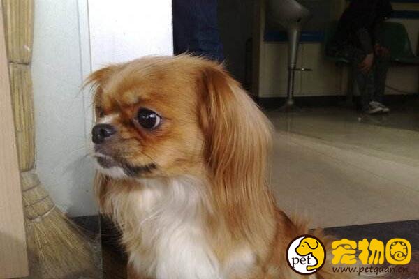 袖狗多少钱一只，比吉娃娃还小好多的超小型西藏猎犬