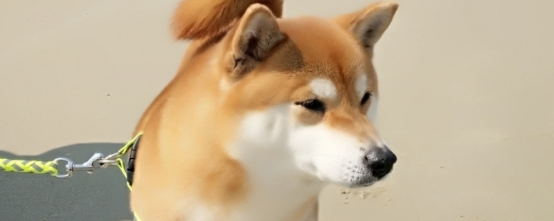 日本柴犬怎么样养