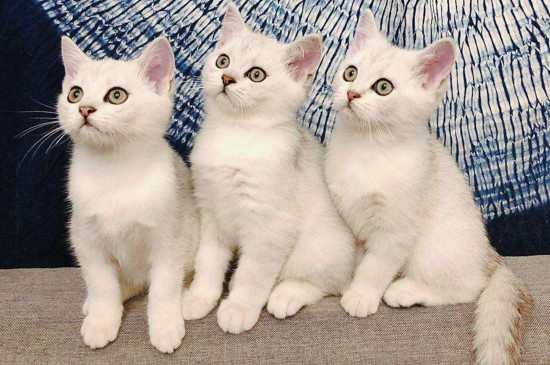 猫咪会得细小吗