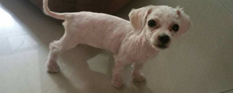 狗狗蛋蛋红红的怎么办