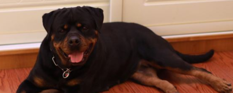 罗威纳犬一生认几个主人