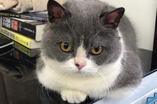 猫砂多久换一次