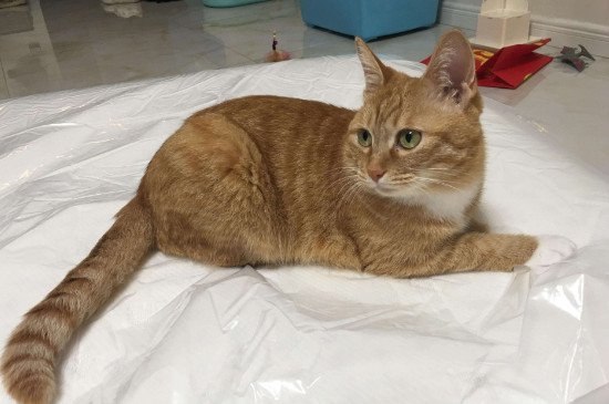 猫咪挑食怎么办