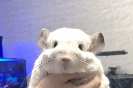龙猫洗澡怎么洗