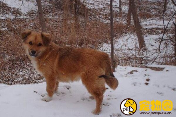 现存雪橇犬有几种，共有7类/其他的都不如三傻出名
