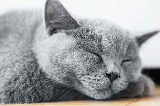 小猫一只眼睛睁不开