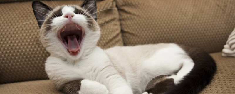 猫咪对主人哈气是什么意思