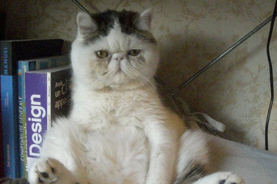异国短毛猫怎么养