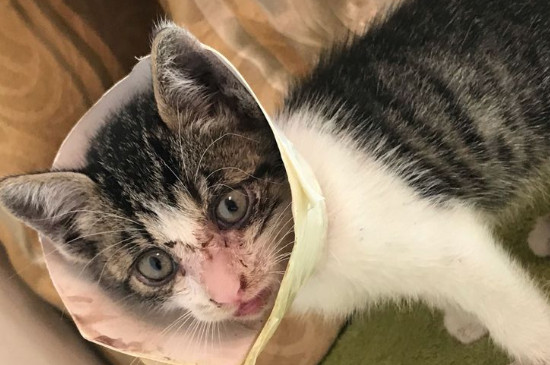 猫咪生病了临死前表现