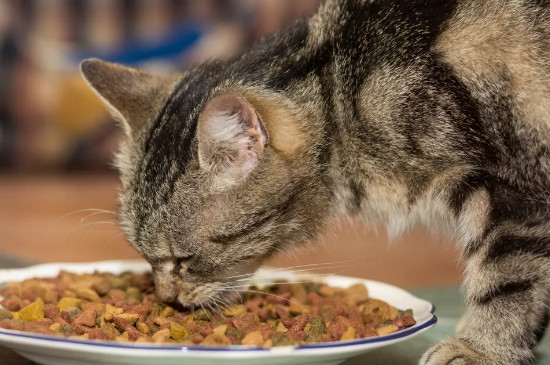 小猫出生多久可以吃猫粮