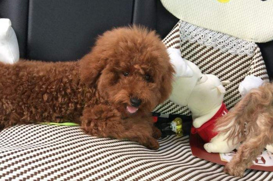 比熊犬与泰迪犬的区别