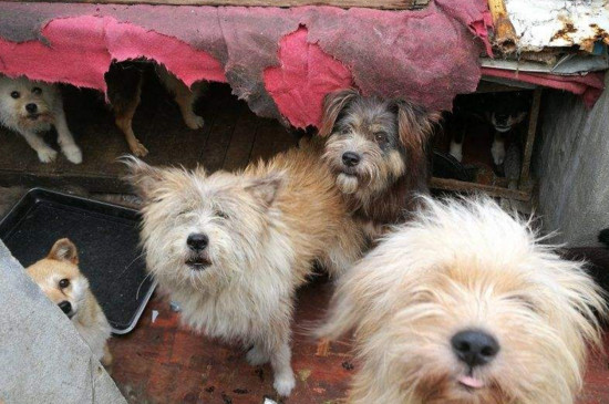 狂犬病的狗有什么症状，食欲异常喜欢犬吠攻击人