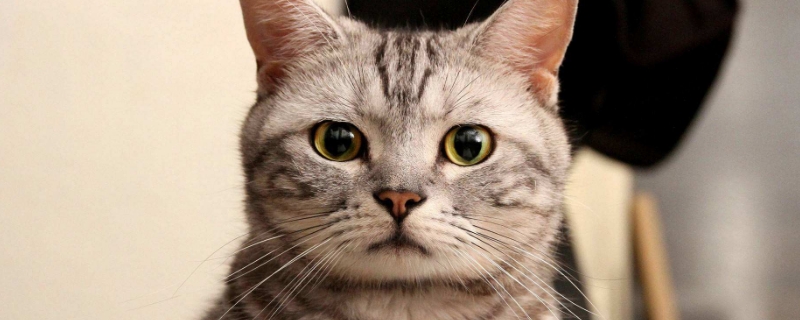 猫咪能感受到主人的悲伤吗