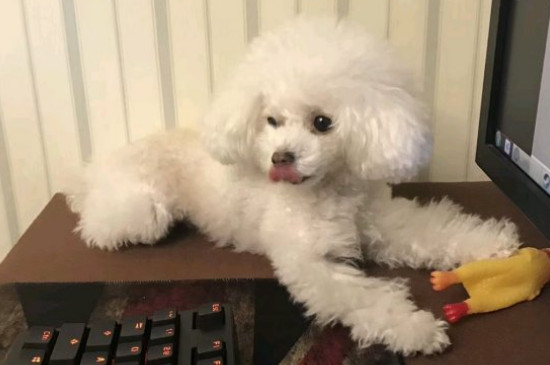 狗为什么喜欢吃骨头