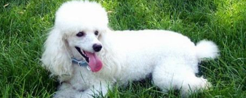 贵宾犬能活多少岁