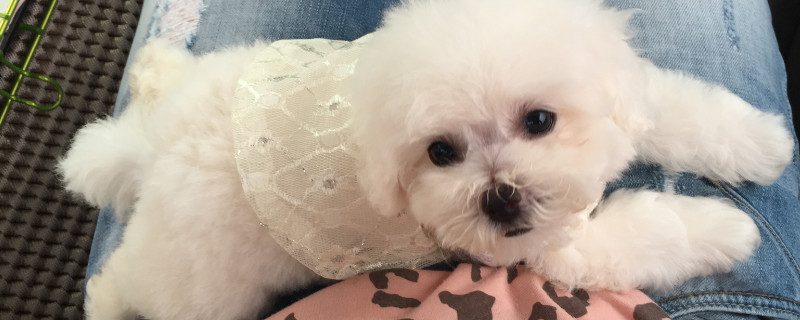 小狗狗咳嗽怎么办