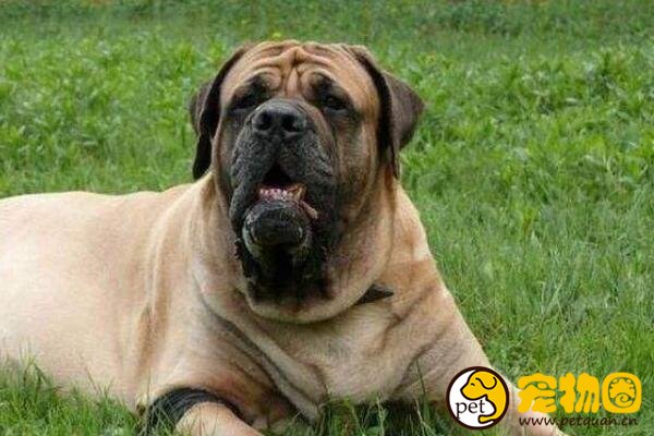 斗牛马士提夫犬和马士提夫犬的区别，一个杂交一个纯种