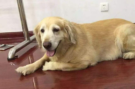 狗狗临死之前的症状