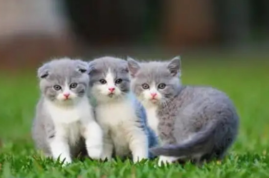 猫咪跑丢了还能找到家吗