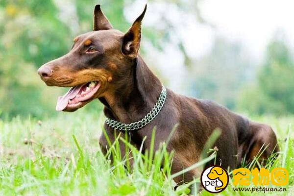十大忠诚的狗排名，第一的中华田园犬PK掉日本秋田犬