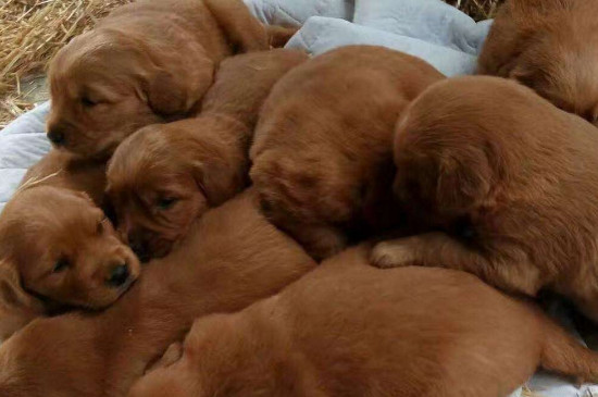 金毛幼犬一天喂几顿