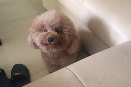 贵妇狗和泰迪的区别有哪些，泰迪与贵宾有三点区别