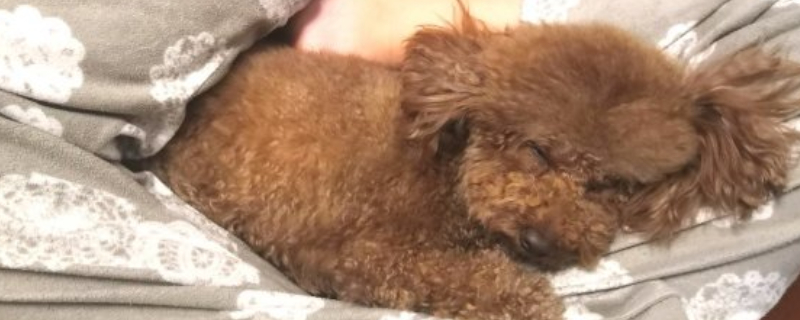 狗狗拉尿一滴一滴的怎么回事