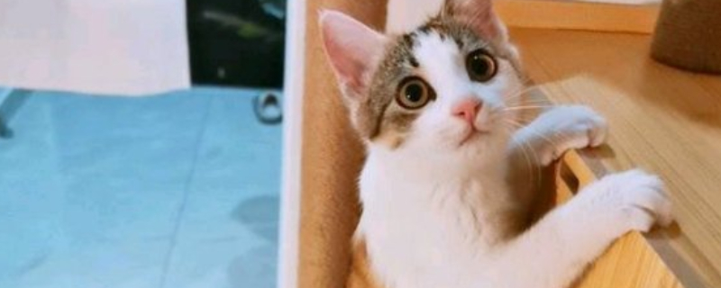 猫应激反应几天传腹