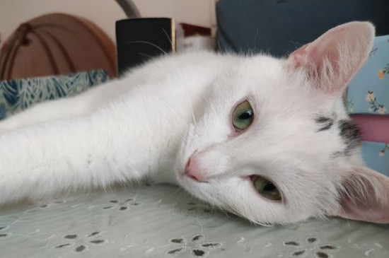 绿眼睛的猫稀少吗
