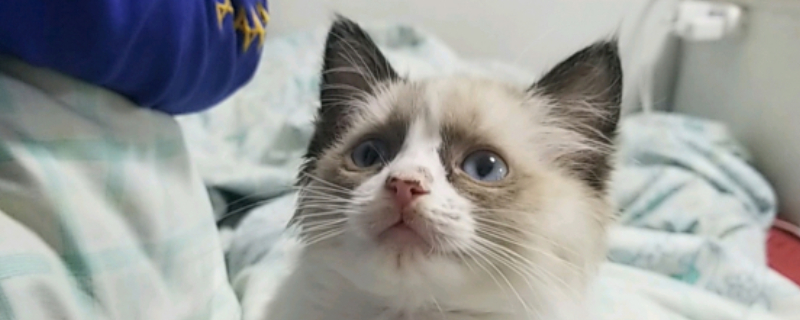 猫总是不停空咀嚼