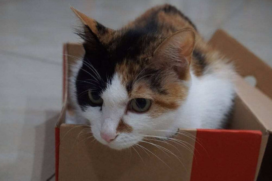 猫可以快递吗