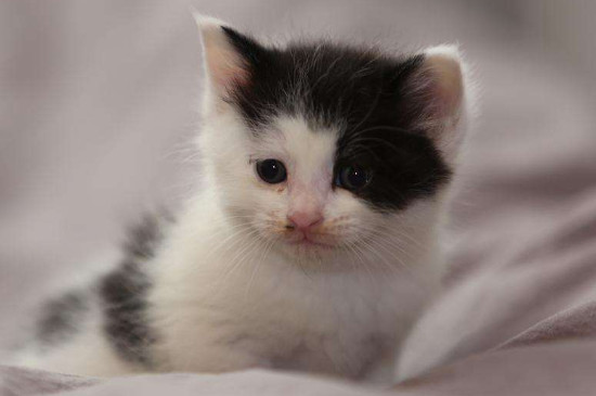 小奶猫怎么养