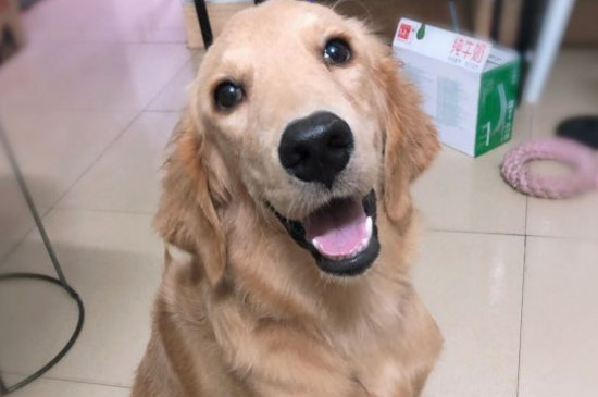 金毛犬性格温顺吗，金毛是三大温顺犬之一