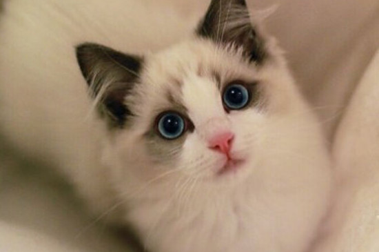 猫对主人的记忆有多久