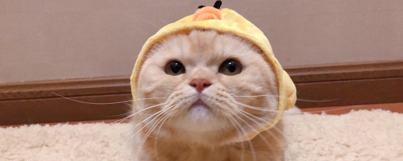 橘猫沙梨sally是啥品种