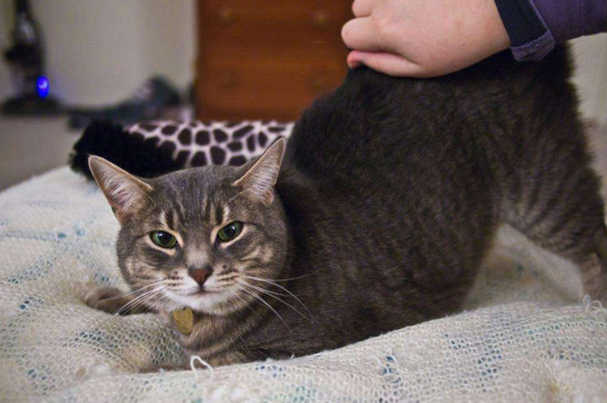 猫咪发情表现，母猫会撅屁股公猫爱乱滋尿