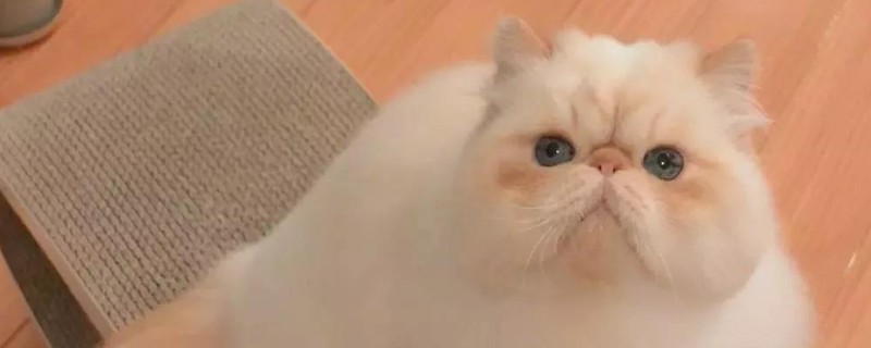 如何让猫不叫