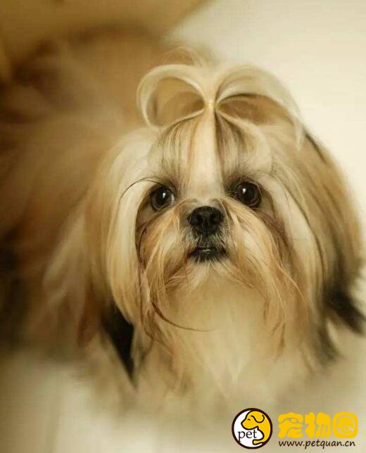 西施犬这种狗聪明吗，怎样给西施狗梳理剪毛