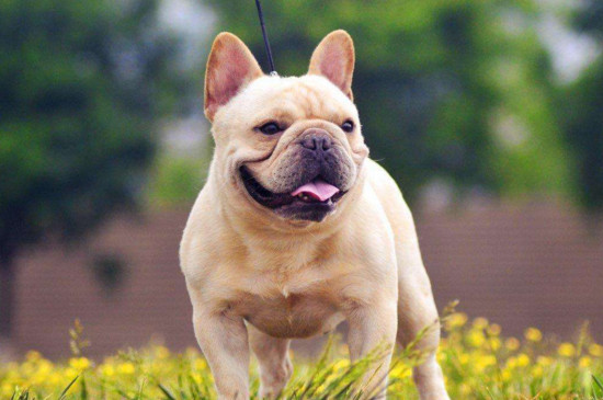 法国斗牛犬怀孕多久生产，法斗怀孕初期注意事项