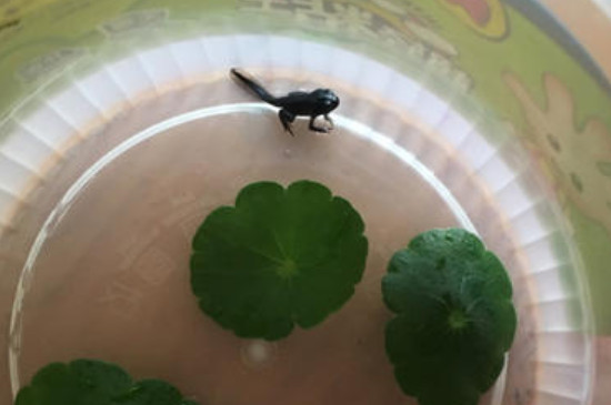 小蝌蚪在家里怎么养