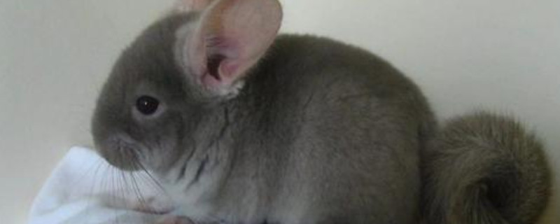 宠物龙猫是猫吗?