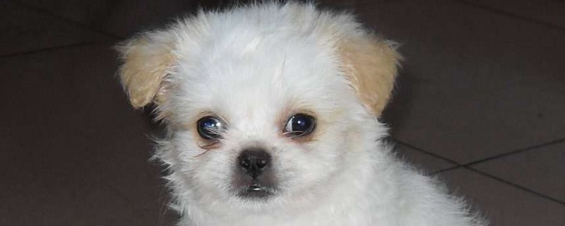 犬瘟多少天算撑过去了