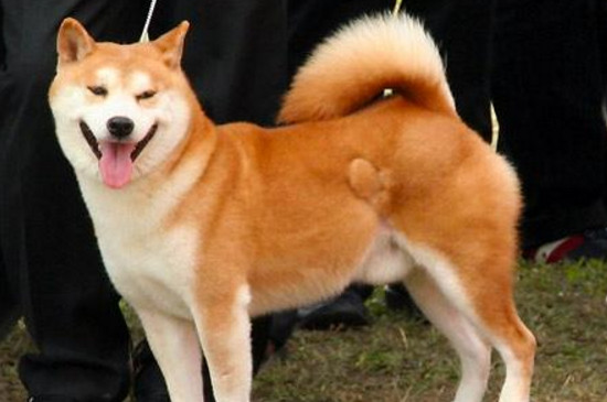 秋田犬幼犬怎样看品相