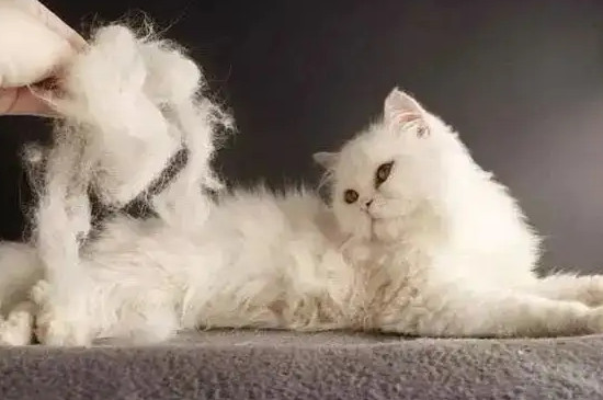 小猫掉毛怎样处理