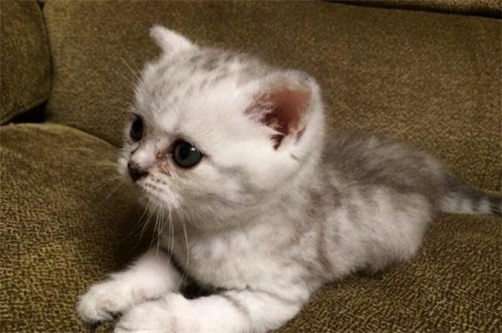 猫咪真菌感染怎么办