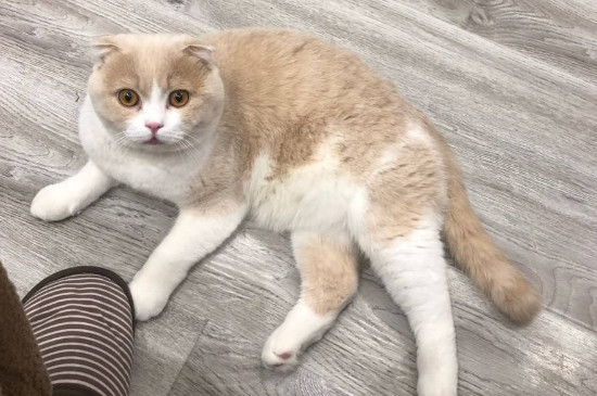 为什么养折耳猫很残忍