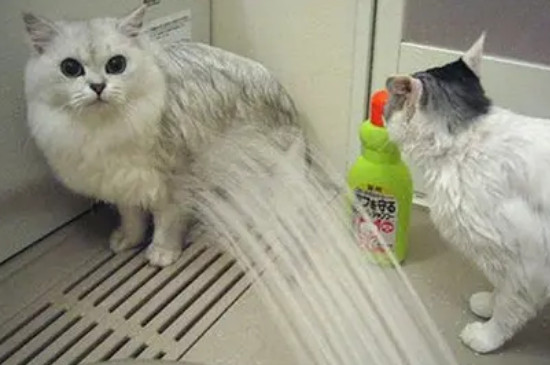 猫咪洗澡应激反应症状