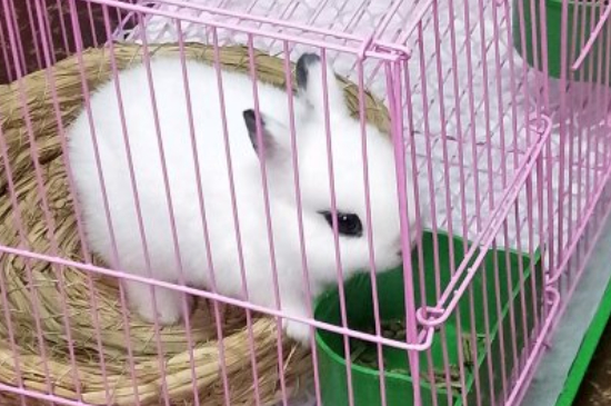 兔子发出咕咕什么意思