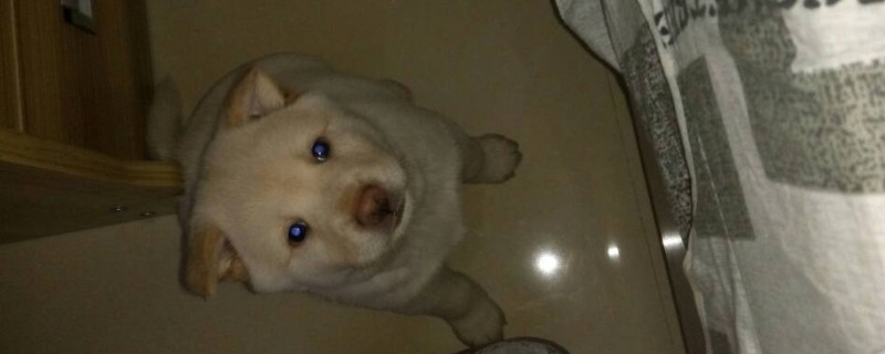 成犬一天吃多少狗粮