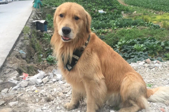 狗吃草怎么回事